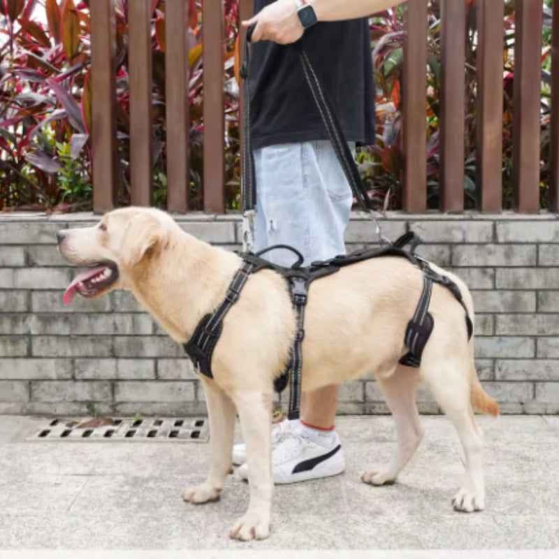 Full Support Harness